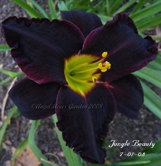 Black Daylilies?